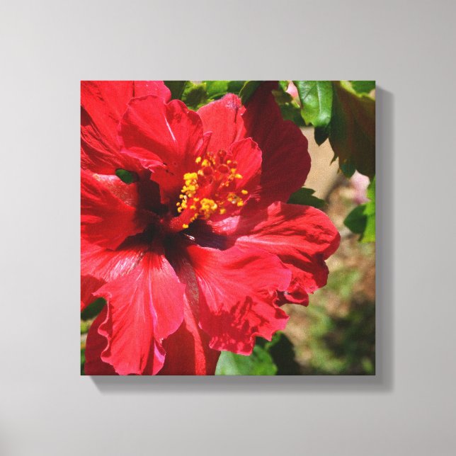 Red Hibiscus Wrapped Canvas Print (Front)