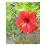 Red Hibiscus Yellow Stigma Photo Print at Zazzle