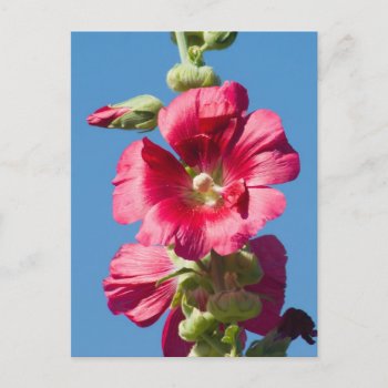 Red Hollyhock Against A Blue Sky Postcard by bluerabbit at Zazzle