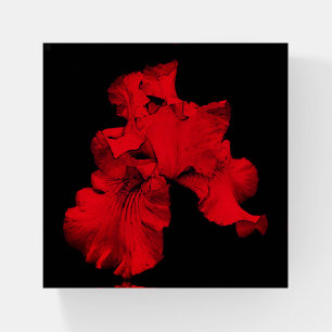 Red Hot Bearded Iris Abstract Flower Art Paperweight