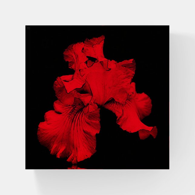 Red Hot Bearded Iris Abstract Flower Art Paperweight (Front)