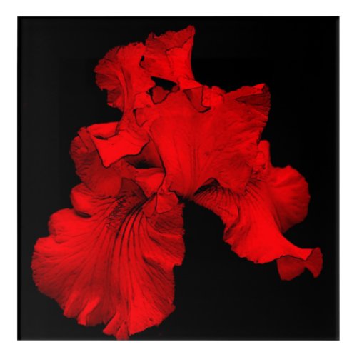 Red Hot Bearded Iris Flower Abstract  Acrylic Print