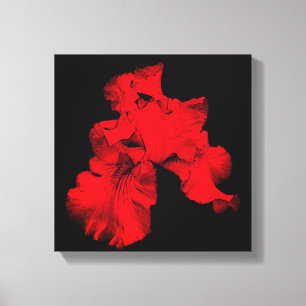 Red Hot Bearded Iris Flower Abstract  Canvas Print