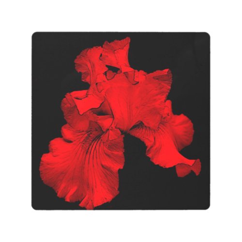 Red Hot Bearded Iris Flower Abstract Metal Print