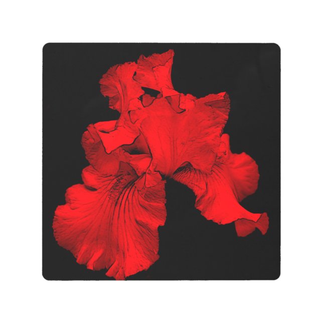 Red Hot Bearded Iris Flower Abstract Metal Print (Front)