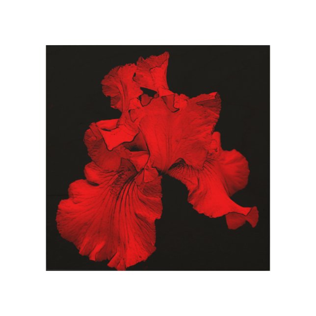 Red Hot Bearded Iris Flower Abstract   Wood Wall Art (Front)