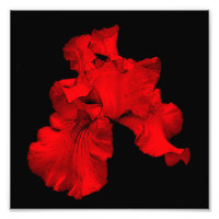 Red Hot Bearded Iris Flower Art 8x8