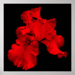 Red Hot Bearded Iris Flower Art Poster