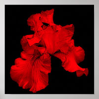Red Hot Bearded Iris Flower