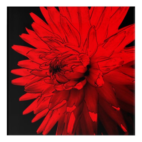 Red Hot Dahlia Flower Art Acrylic Print