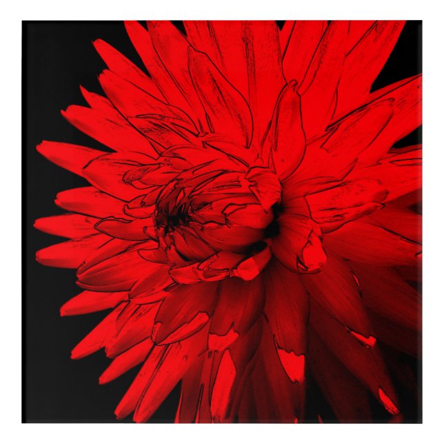 Red Hot Dahlia Flower Art Acrylic Print (Front)