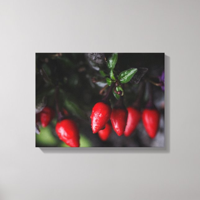 Red Hot Garden Salsa Chili Peppers. Canvas Print (Front)