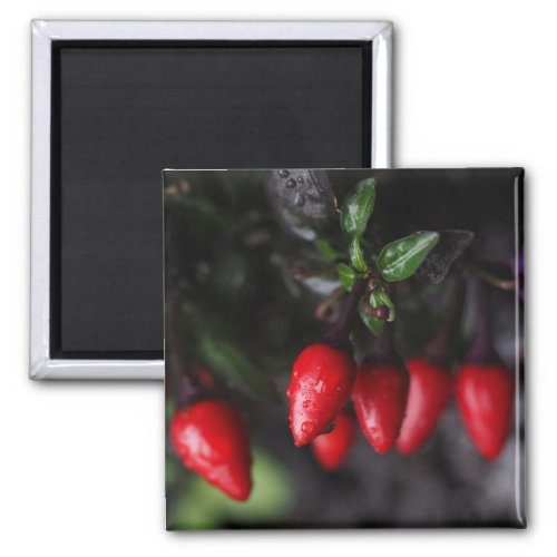 Red Hot Garden Salsa Chili Peppers Magnet