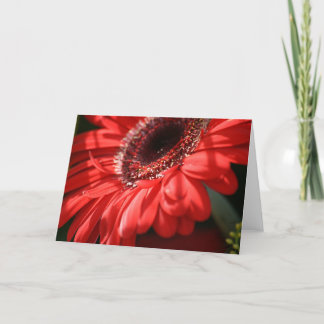 Red Hot Gerbera Card