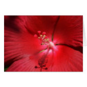 Red Hot Hibiscus (Front Horizontal)