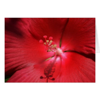 Red Hot Hibiscus Cards