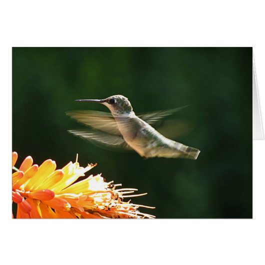 Red Hot Hummingbird Cards (Front Horizontal)