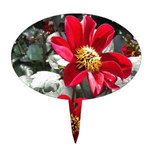 red hot pink daisy / daisies flowers cake topper