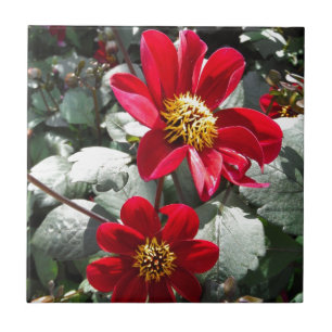 red hot pink daisy / daisies flowers ceramic tile