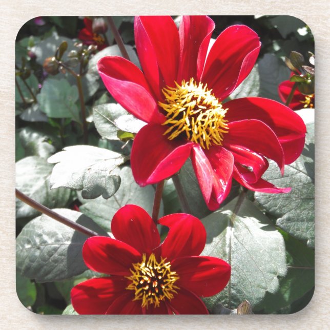red hot pink daisy / daisies flowers coaster (Front)