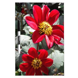 red hot pink daisy / daisies flowers Dry-Erase board