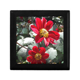 red hot pink daisy / daisies flowers jewelry box