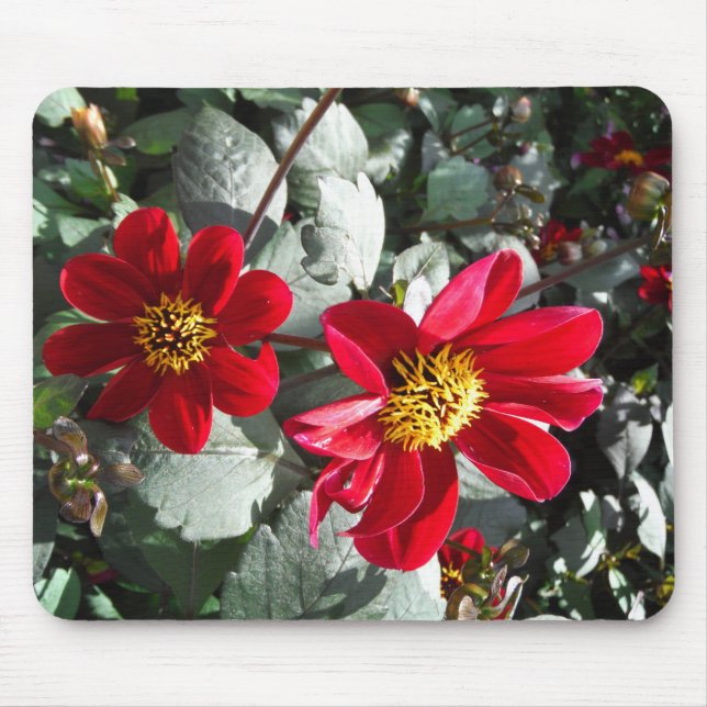 red hot pink daisy / daisies flowers mouse pad (Front)