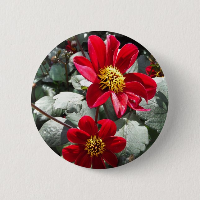 red hot pink daisy / daisies flowers pinback button (Front)