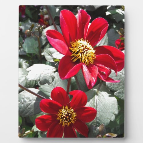 red hot pink daisy  daisies flowers plaque