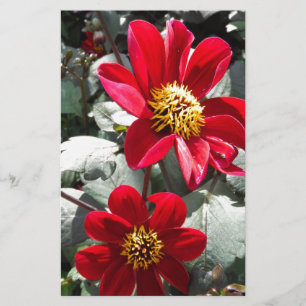 red hot pink daisy / daisies flowers stationery