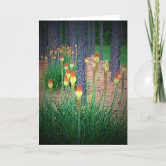 Red Hot Pokers, card