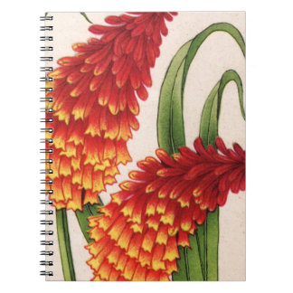 red-hot pokers kniphofia flowers notebook