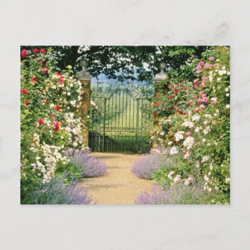 Red Hybrid Rose_Lined Path To Gate Underplanted W Postcard