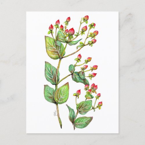 Red Hypericum Berry Holiday Postcard