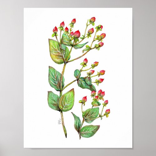 Red Hypericum Berry Poster