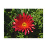 Red Ice Flower Colorful Carpet Plant Postcard