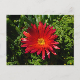 Red Ice Flower Colorful Carpet Plant Postcard