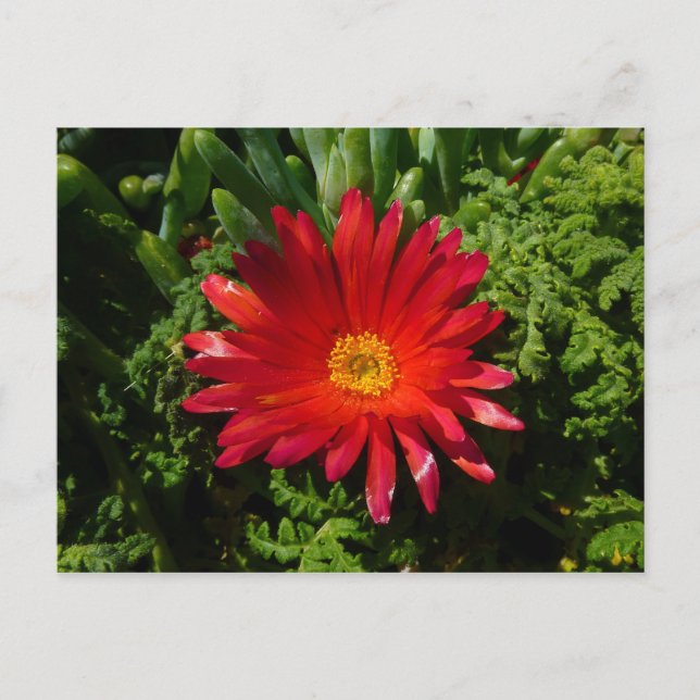 Red Ice Flower Colorful Carpet Plant Postcard (Front)