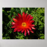 Red Ice Flower Colorful Carpet Plant Poster