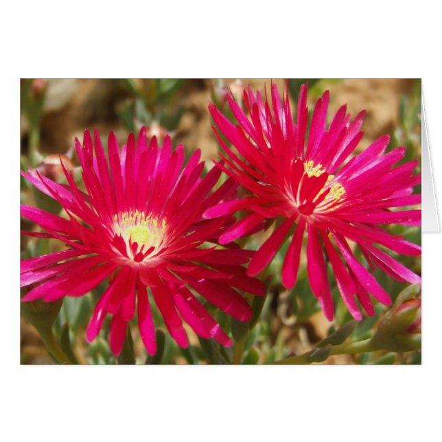 Red Ice Plant Postcard (Front Horizontal)