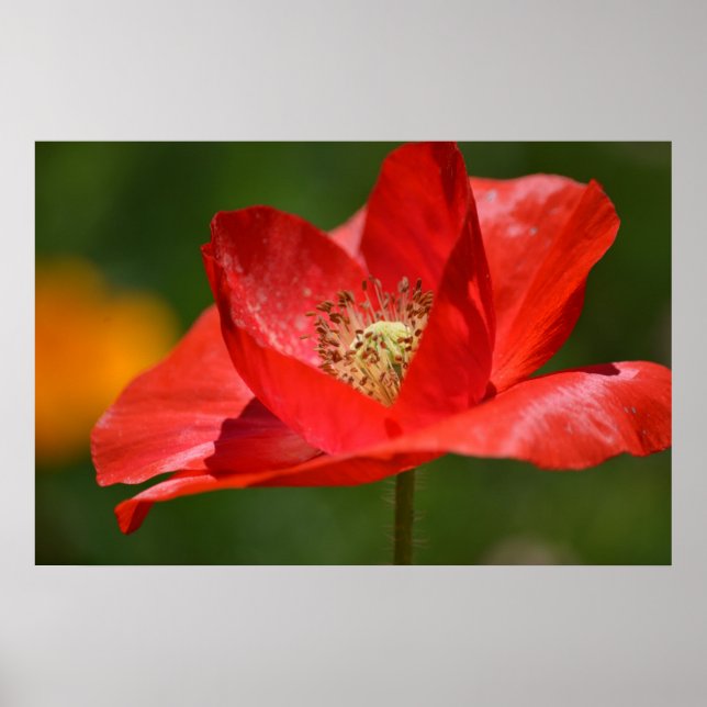 Red Iceland Poppy Flower Poster (Front)