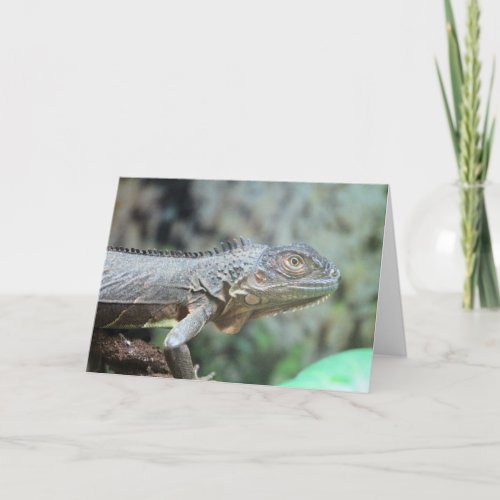 Red Iguana Holiday Card