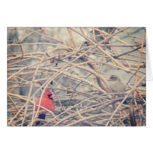Red in a Dreary Winter, Cardinal and Sparrow