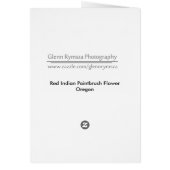 Red Indian Paintbrush Flower (Back)