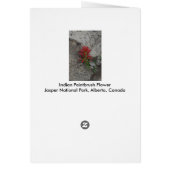 Red Indian Paintbrush Flower Cards (Back)