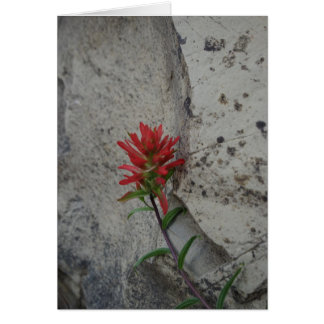 Red Indian Paintbrush Flower Cards