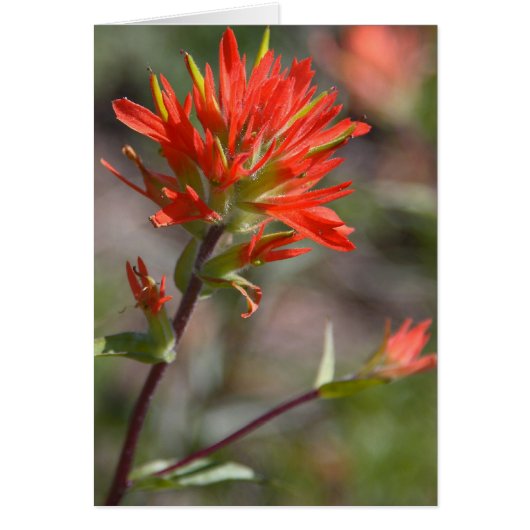 Red Indian Paintbrush Flower Cards (Front)