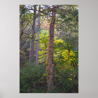Red Ivy on Tree Poster