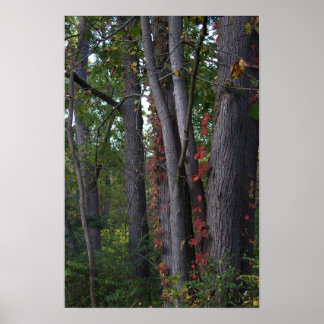 Red Ivy on Tree Poster