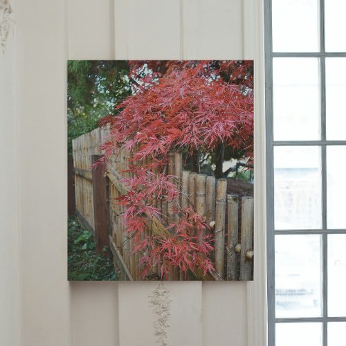 Red Japanese Maple Leaves and Bamboo Canvas Print